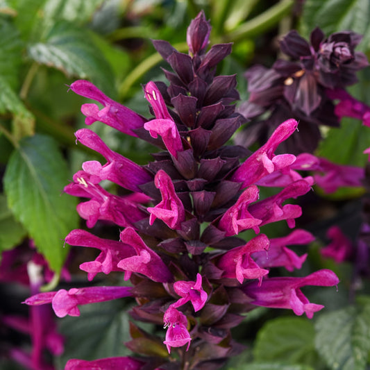 Salvia guaranitica