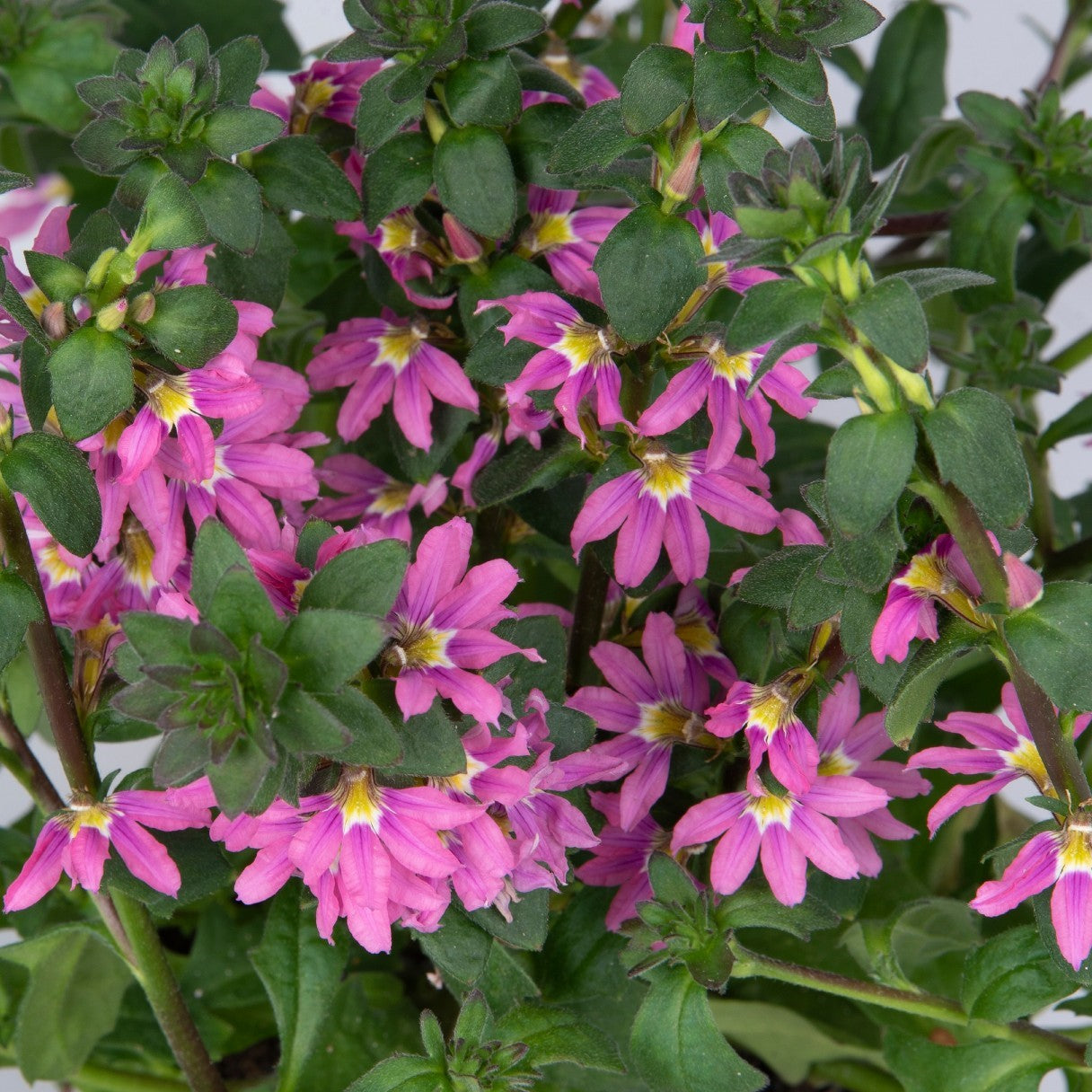 Scaevola 'Scala'