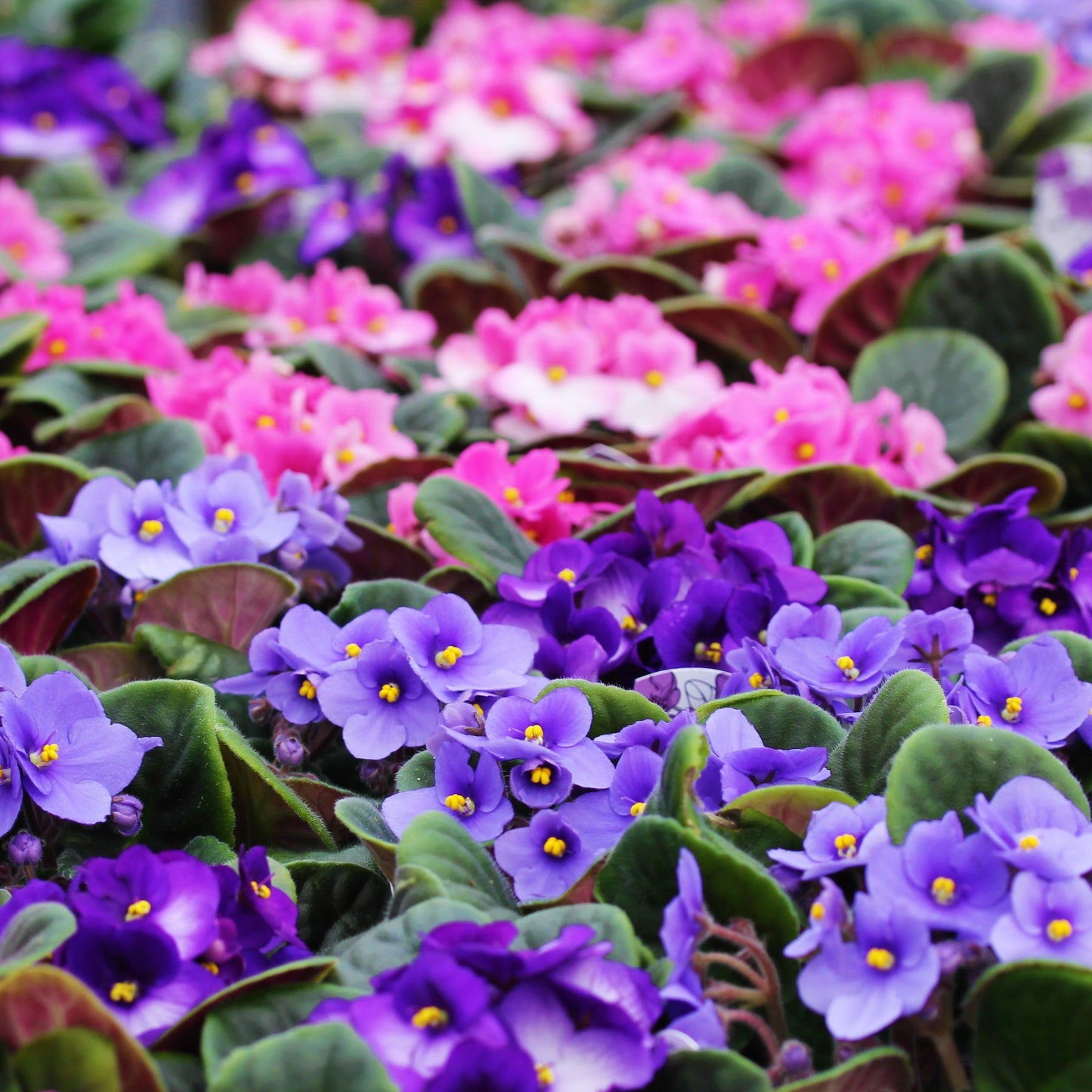 African Violet