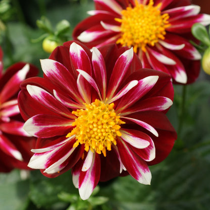 Dahlia 'Starsister'