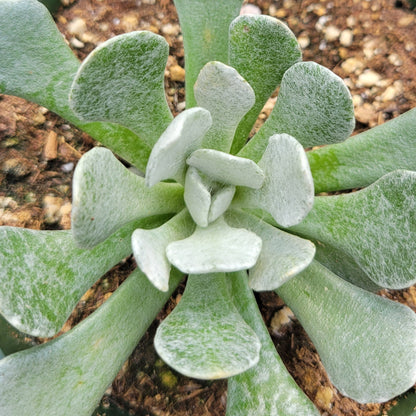 Senecio scaposus Addoensis 4" Pot