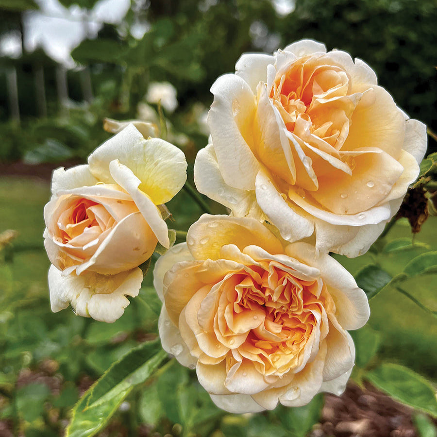 Rose 'Showpiece™ Champagne'