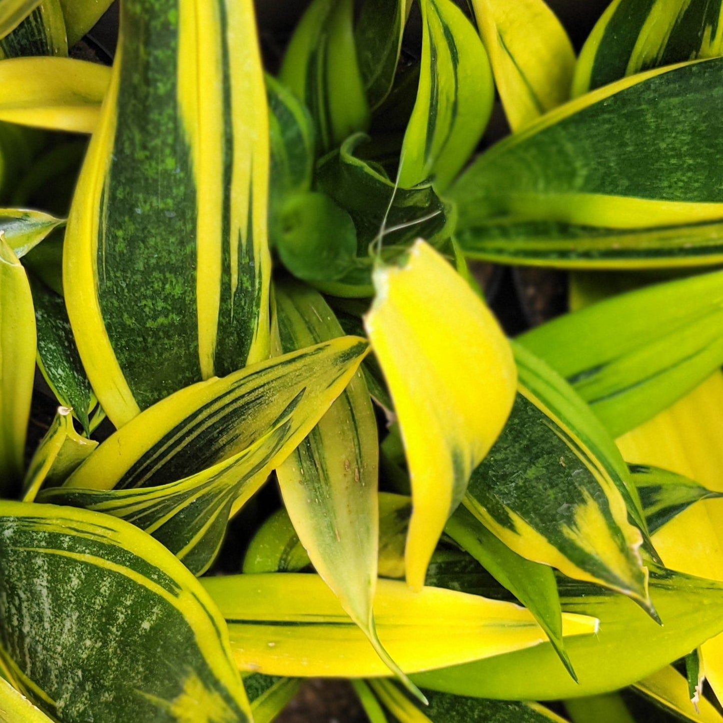 Snake Plant 'Golden Flame'