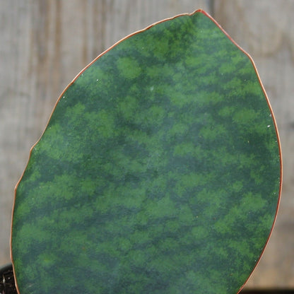 Snake Plant 'Whale Fin'