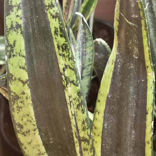 Snake Plant 'Whitney'/'Silver Flame'