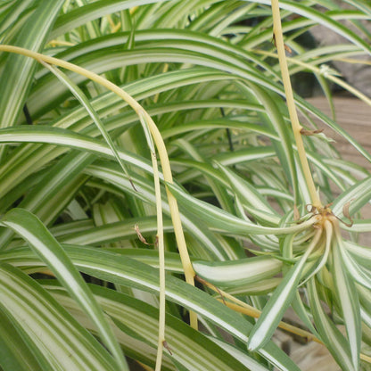 Spider Plant