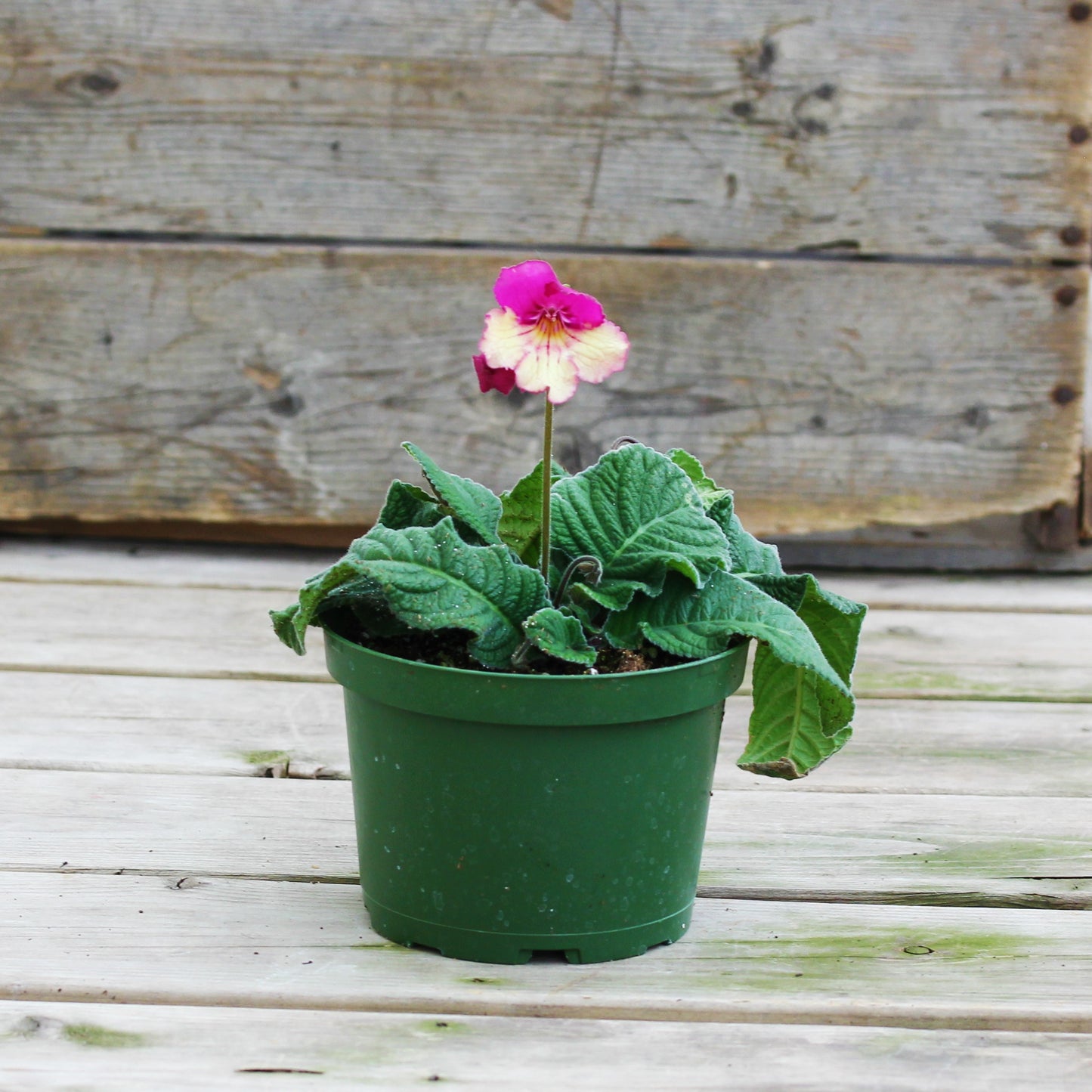 Streptocarpus