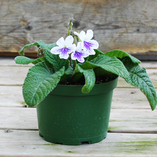 Streptocarpus