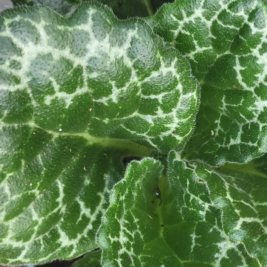 Streptocarpus Turtle Shell