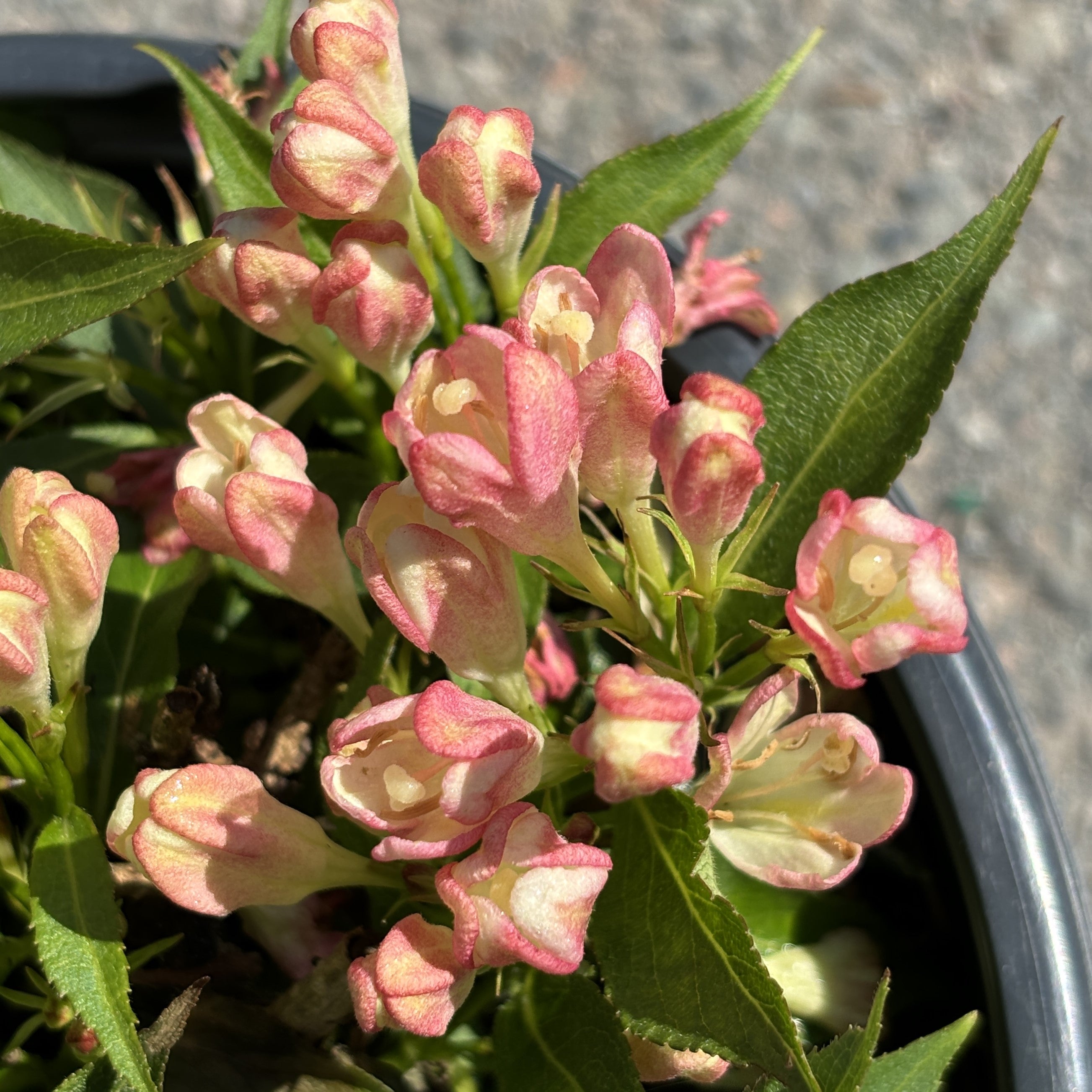 Weigela Peach Kisses 2gal – Scott's Nursery Ltd.