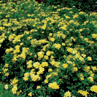 Rose 'Flower Carpet® Yellow'