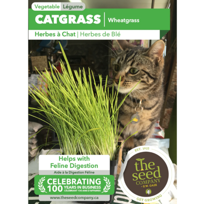 The Seed Company Cat Grass Wheatgrass Pkg.