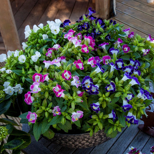 Torenia 'Hi-Lite'