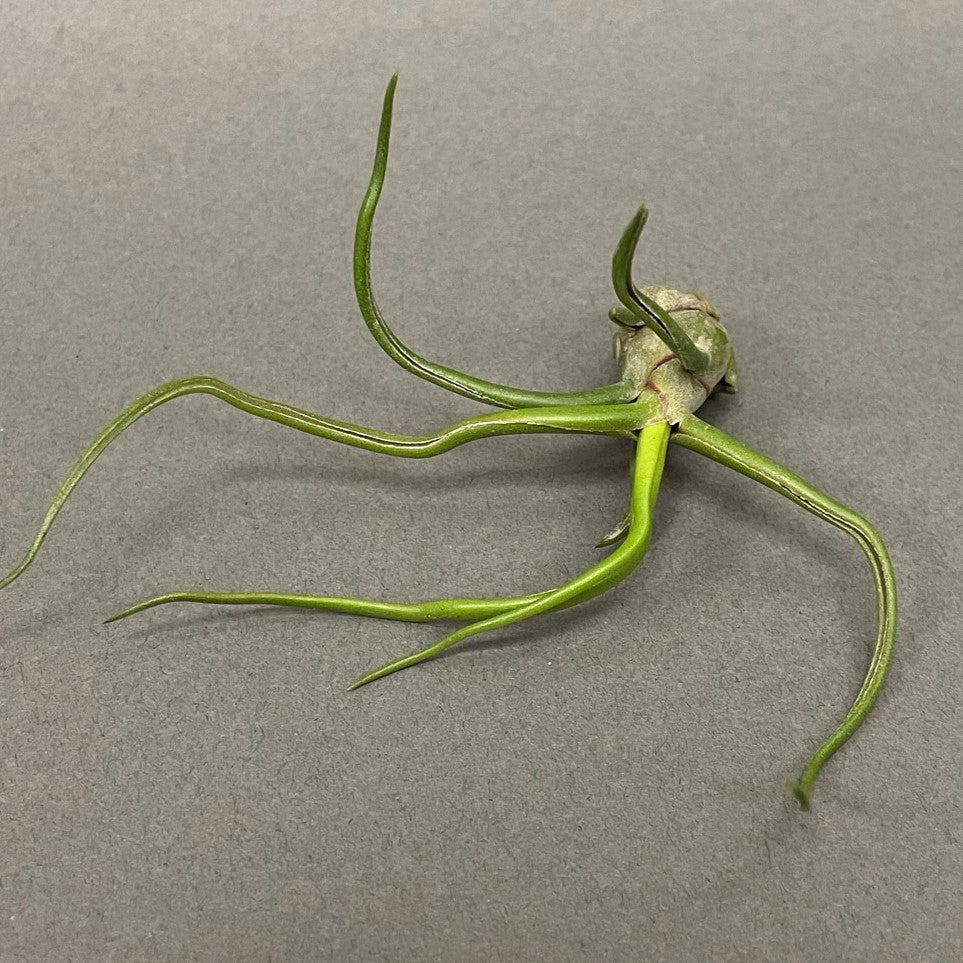 Air Plant