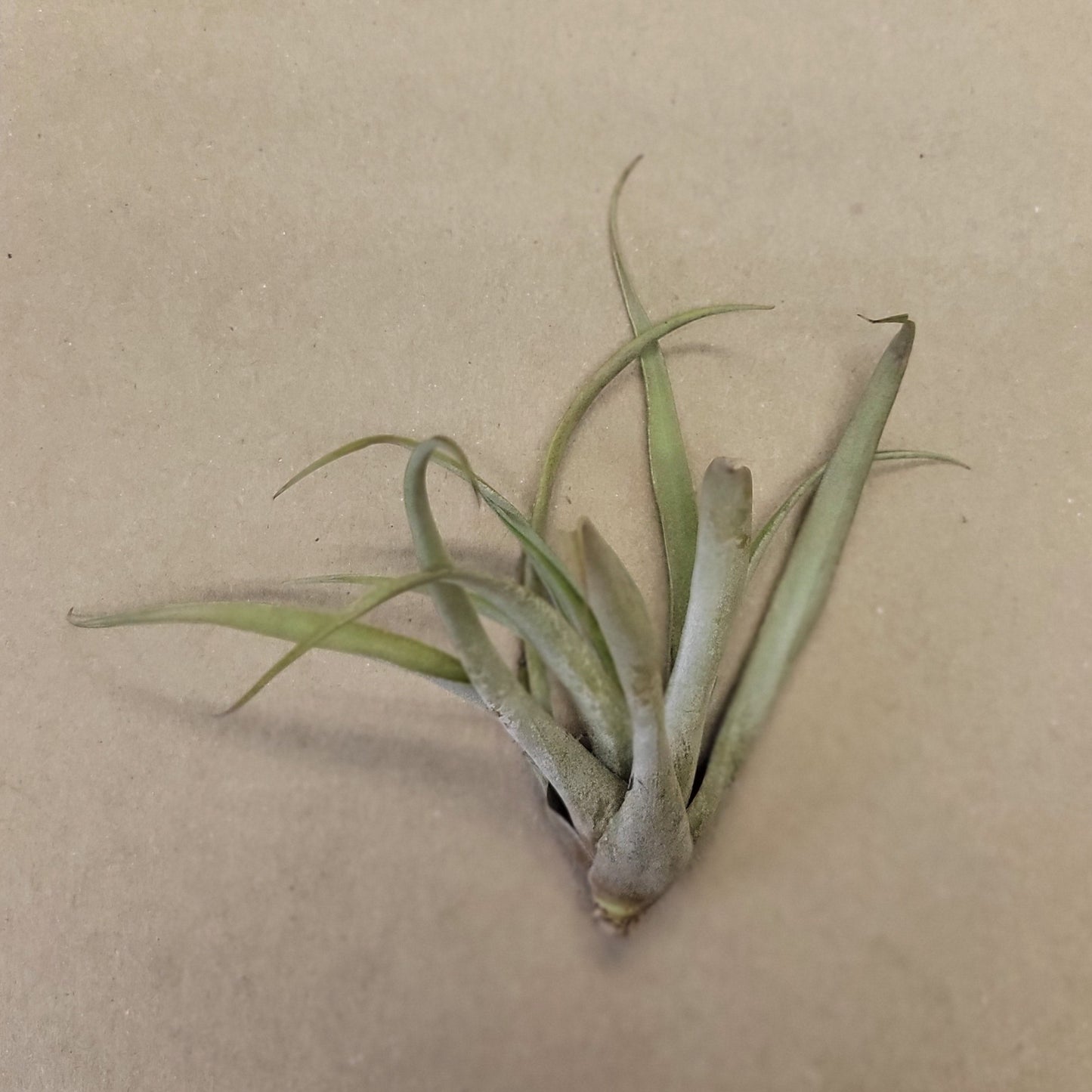 Air Plant