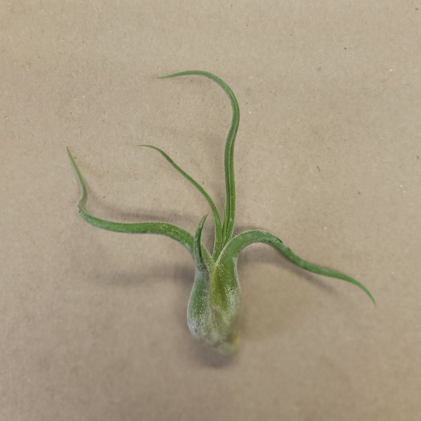 Air Plant