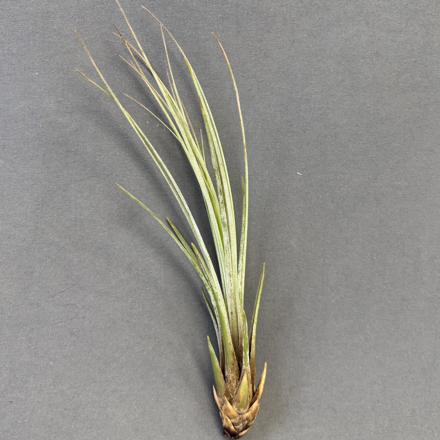 Air Plant