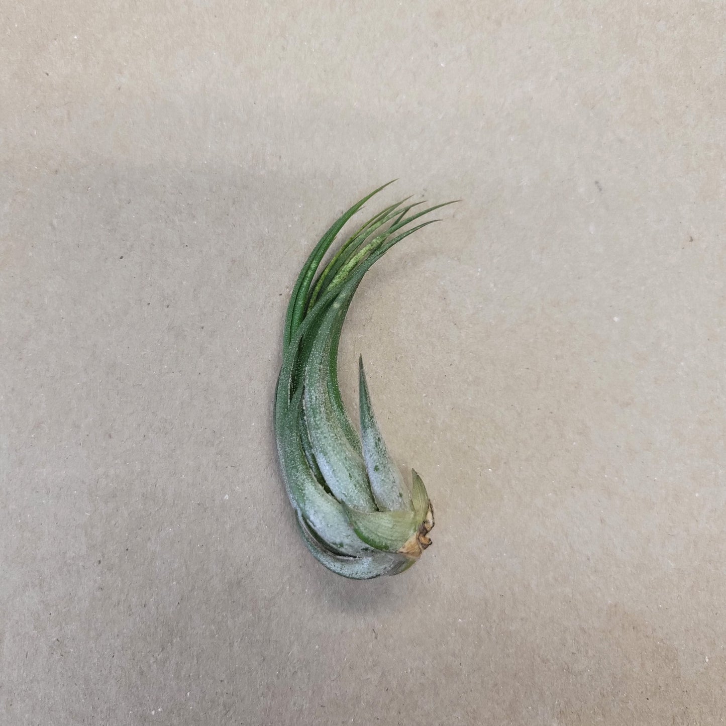 Air Plant