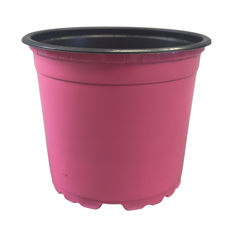 Nursery Pot Standard Assorted Colours 4.33"