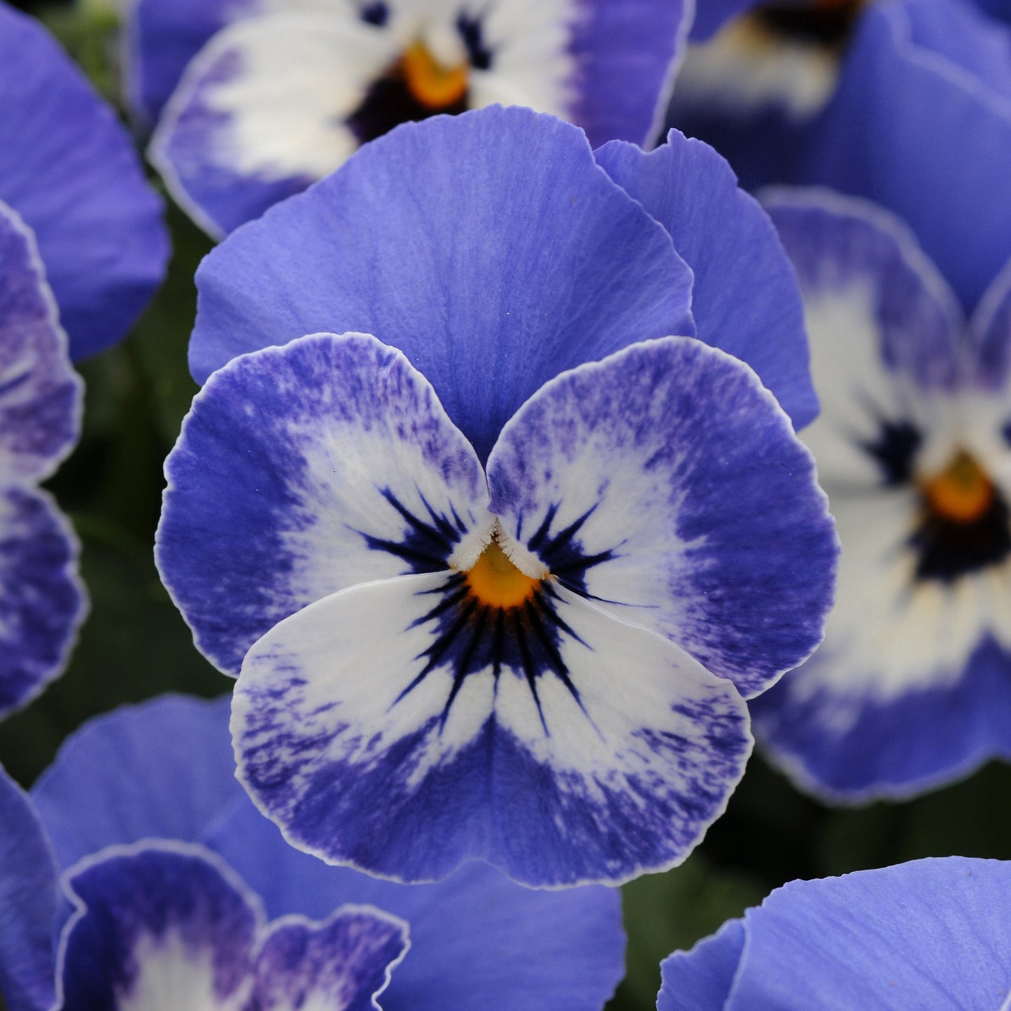 Viola 'Sorbet®'