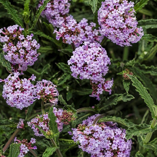 Verbena 'Meteor Shower'