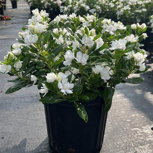 Catharanthus 'SOIREE® Double'