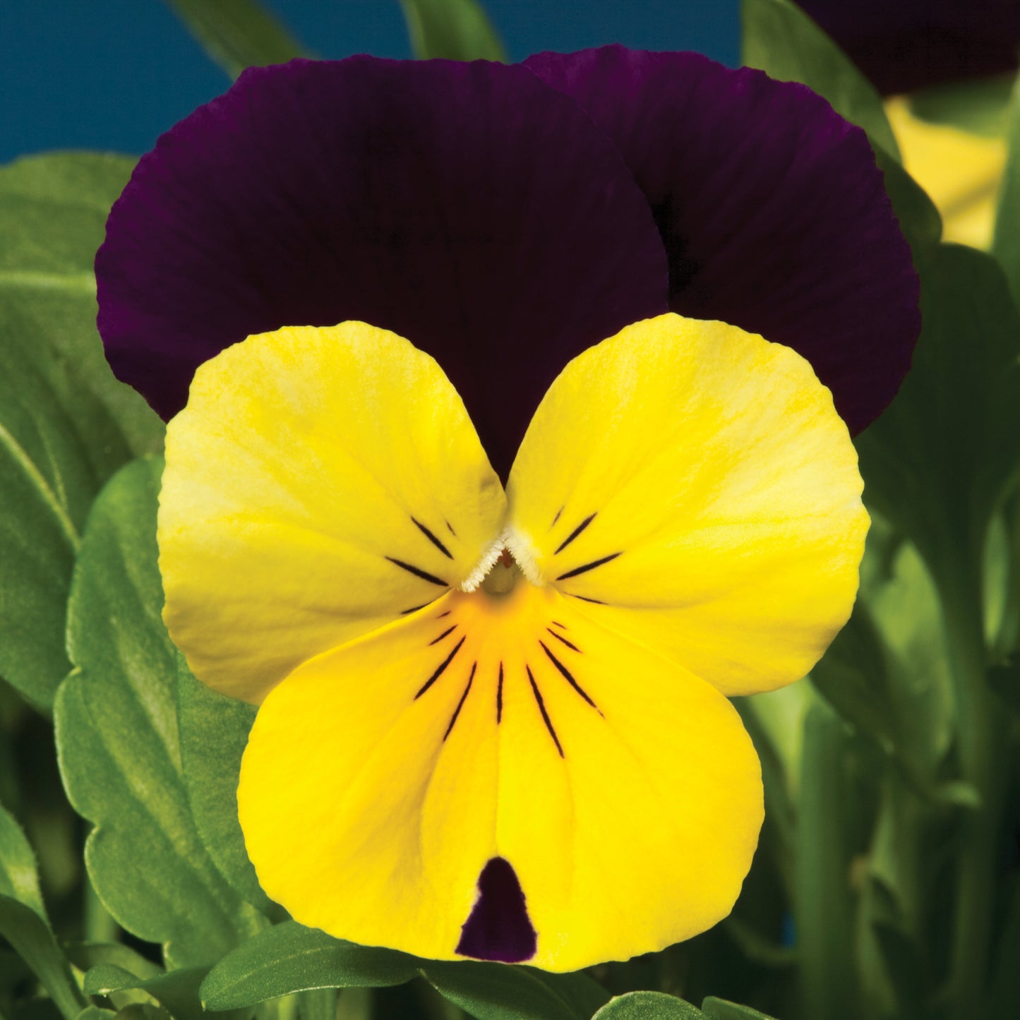 Viola 'Sorbet®'