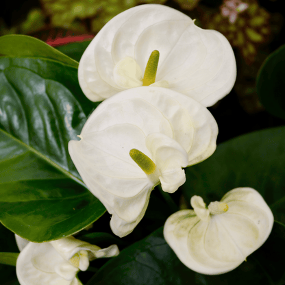 Anthurium andreanum