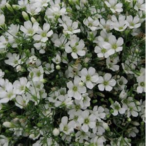 Gypsophila 'Gypsy'