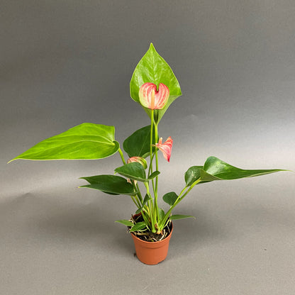 Anthurium andreanum