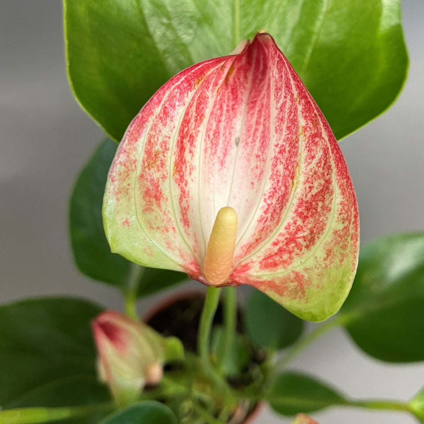 Anthurium andreanum