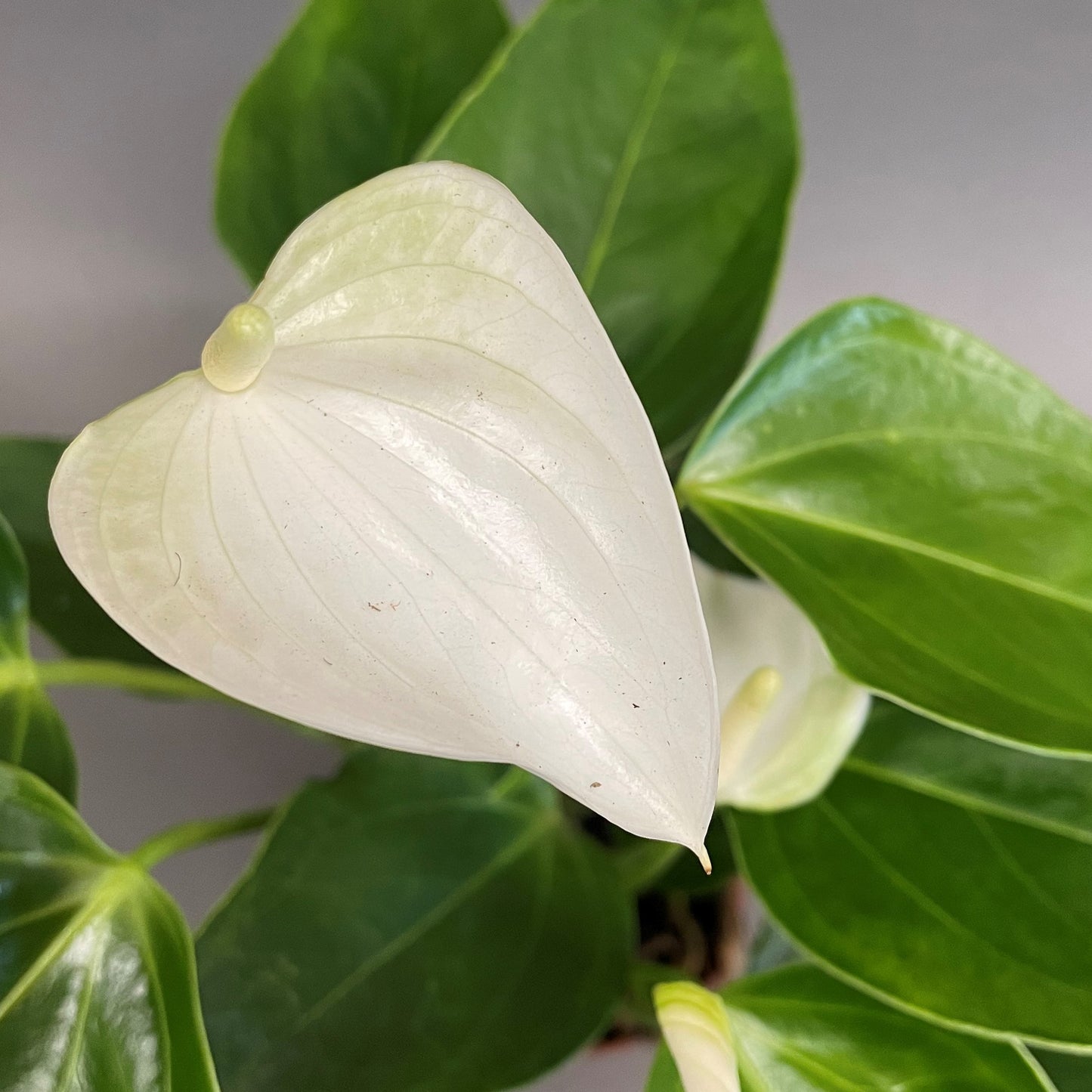 Anthurium andreanum