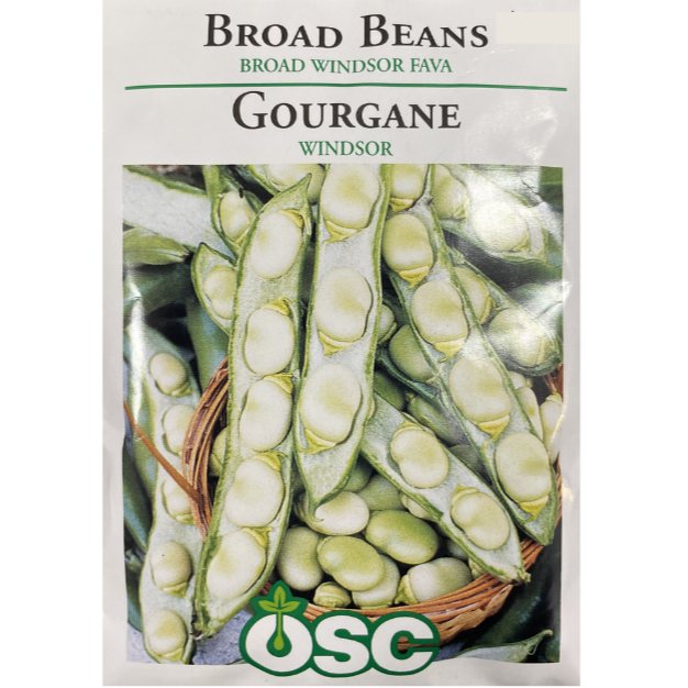 OSC Seeds Beans Broad Windsor Fava