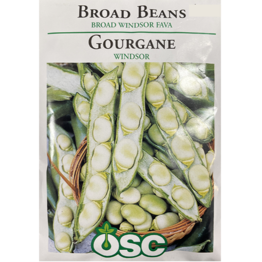 OSC Seeds Beans Broad Windsor Fava