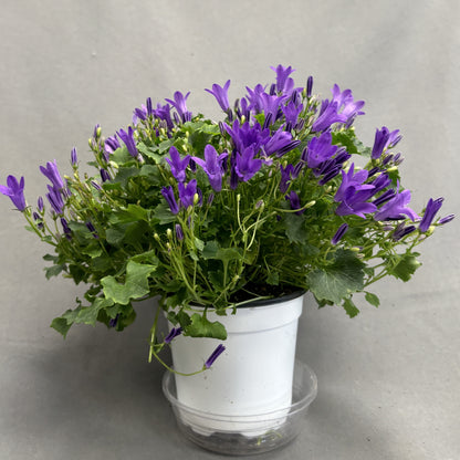 Campanula