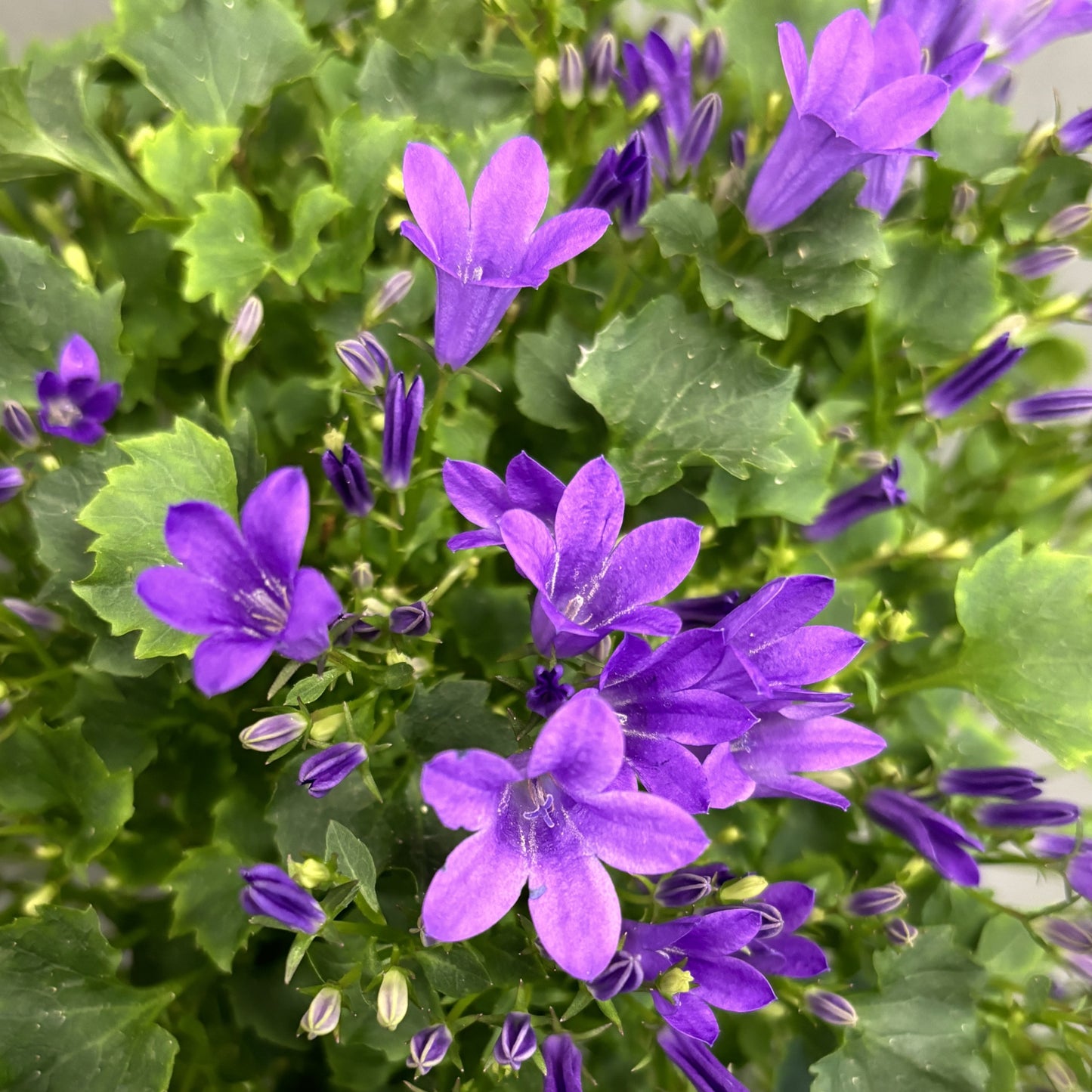 Campanula