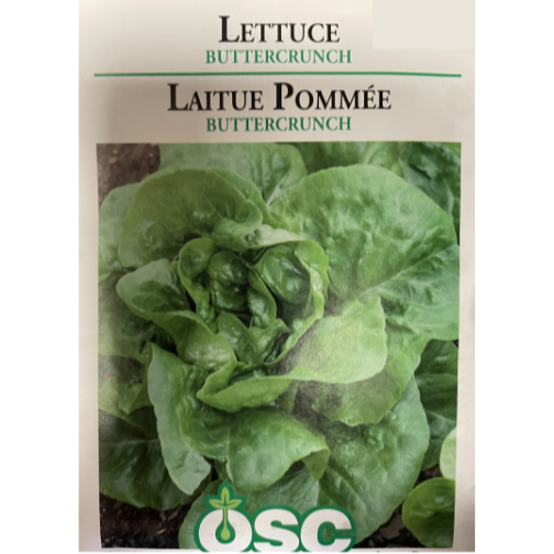 OSC Seeds Lettuce Buttercrunch Pkg.