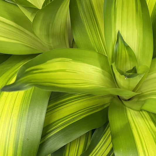 Dracaena 'Massangeana'