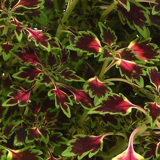 Coleus 'MicroBlaze™'