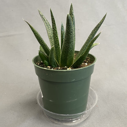 Knoppies Gasteria