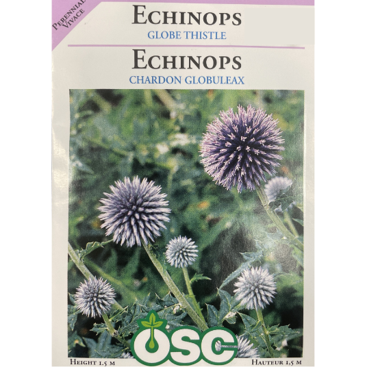 OSC Seeds Echinops Globe Thistle Pkg.