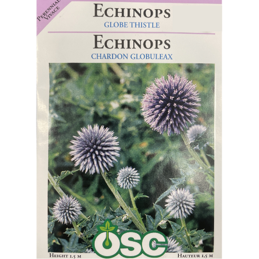 OSC Seeds Echinops Globe Thistle Pkg.