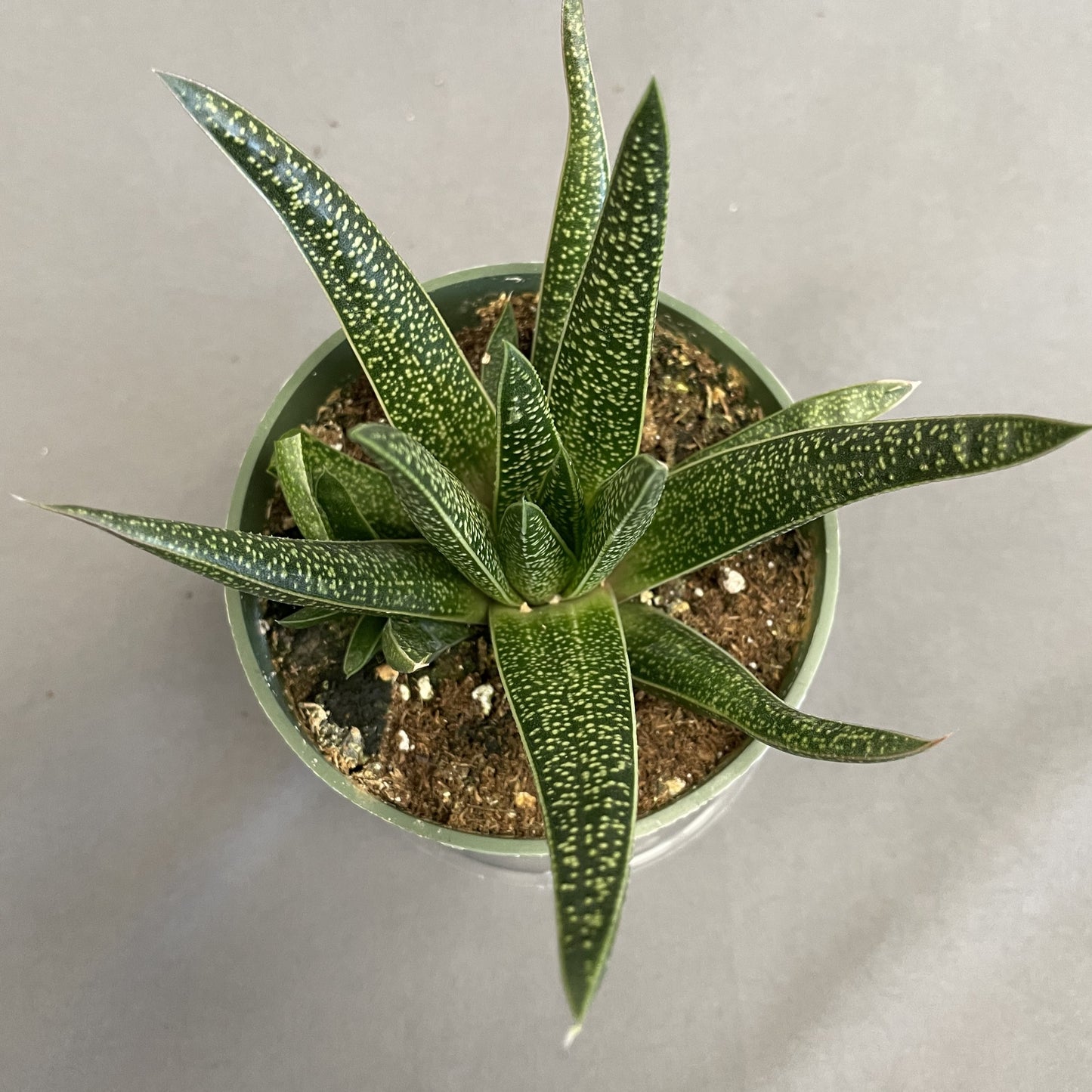 Knoppies Gasteria