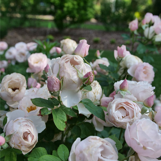 Rose 'Flavorette® Pear'd'