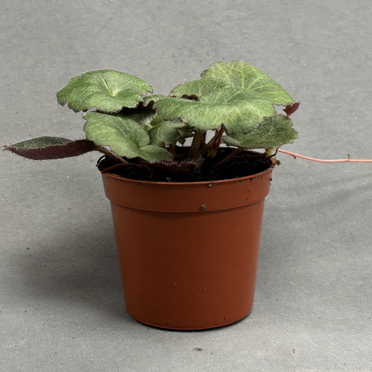 Strawberry Begonia