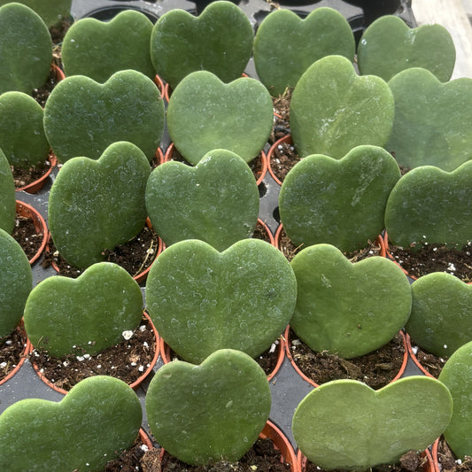 Hoya Hearts