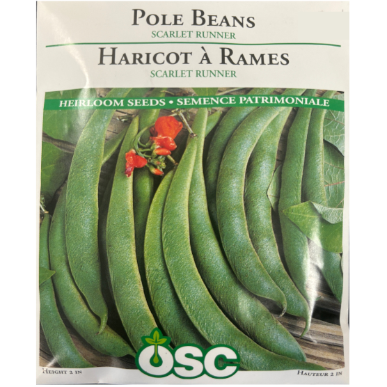 OSC Seeds Beans Pole Scarlet Runner