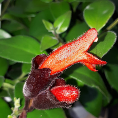 Lipstick Plant