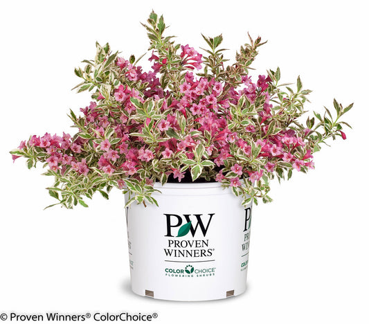 Weigela 'My Monet®'