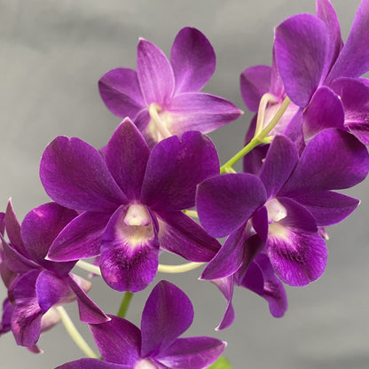 Dendrobium Orchid (Assorted Colors)